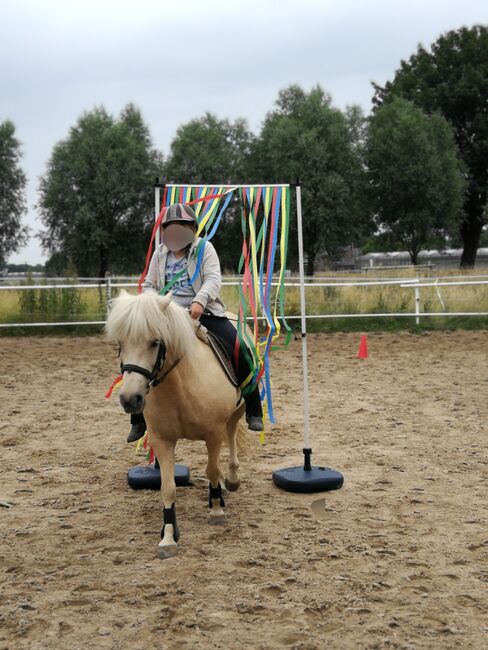 Liebes Reitpony • Allrounder • Freizeitpferd • Stute • 13 Jahre, Naemi Janzen, Horses For Sale, Kaarst, Image 16