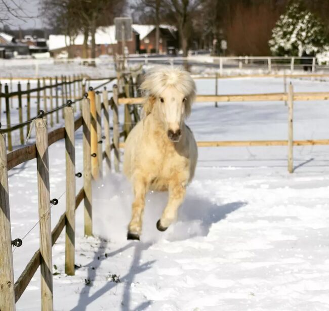 Liebes Reitpony • Allrounder • Freizeitpferd • Stute • 13 Jahre, Naemi Janzen, Horses For Sale, Kaarst, Image 3