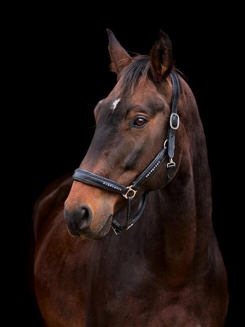 Lieber, sensibler Oldenburger Wallach, Kerstin Rehbehn (Pferdemarketing Ost), Horses For Sale, Nienburg, Image 2