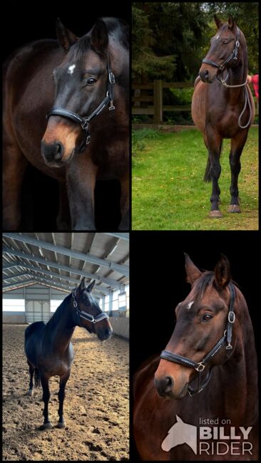 Lieber, sensibler Oldenburger Wallach, Kerstin Rehbehn (Pferdemarketing Ost), Horses For Sale, Nienburg, Image 8