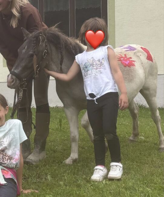 Liebe Shettlandponys, Anna Bischof, Horses For Sale, Sankt Peter am Kammersberg