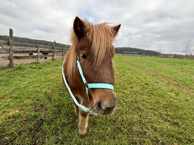 Liebes Shetty sucht liebevolles neues Zuhause!, Claudia Schäf, Horses For Sale, Rednitzhembach , Image 2