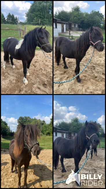 Liebe Shetty/Pony/Shetlandpony, Marcel S , Horses For Sale, Mettmann , Image 12