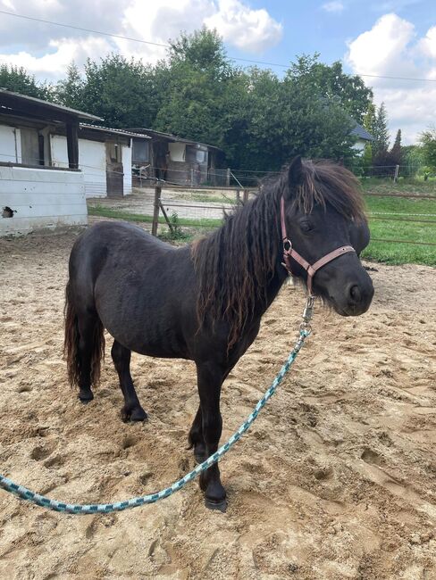Liebe Shettys abzugeben, Marcel S , Horses For Sale, Mettmann , Image 3