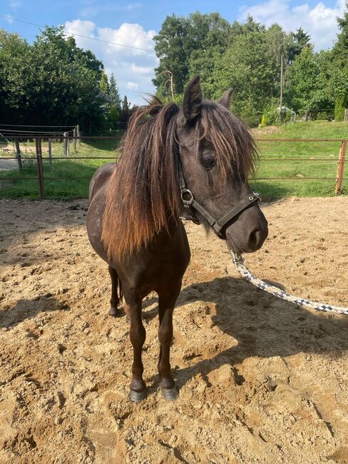 Liebe Shettys abzugeben, Marcel S , Horses For Sale, Mettmann , Image 5
