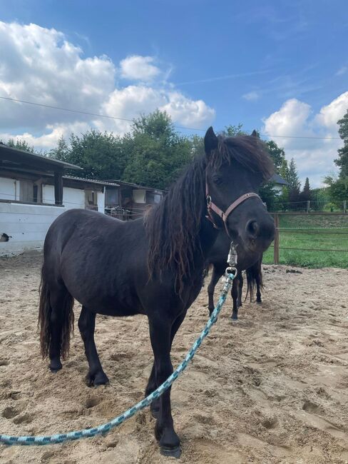 Liebe Shettys abzugeben, Marcel S , Horses For Sale, Mettmann , Image 6