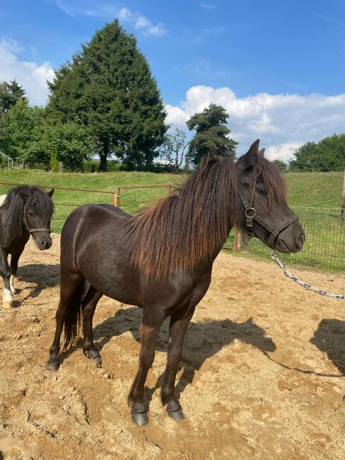 Liebe Shettys abzugeben, Marcel S , Horses For Sale, Mettmann , Image 7