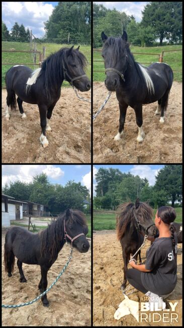 Liebe Shettys abzugeben, Marcel S , Horses For Sale, Mettmann , Image 12