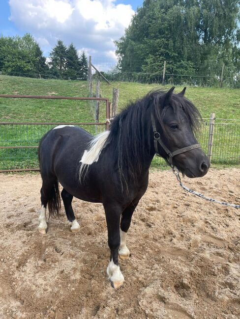 Liebe Shettys abzugeben, Marcel S , Horses For Sale, Mettmann 