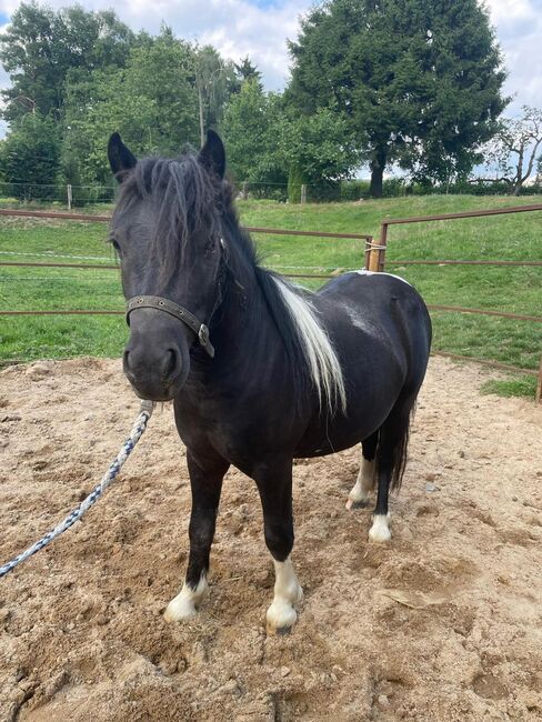 Liebe Shettys abzugeben, Marcel S , Horses For Sale, Mettmann , Image 2