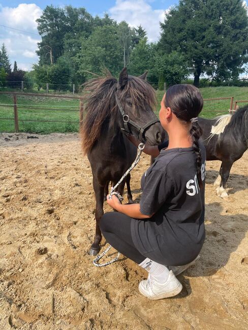 Liebe Shettys abzugeben, Marcel S , Horses For Sale, Mettmann , Image 4