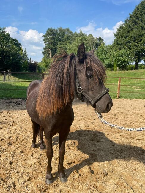 Liebe Shettys abzugeben, Marcel S , Horses For Sale, Mettmann , Image 8