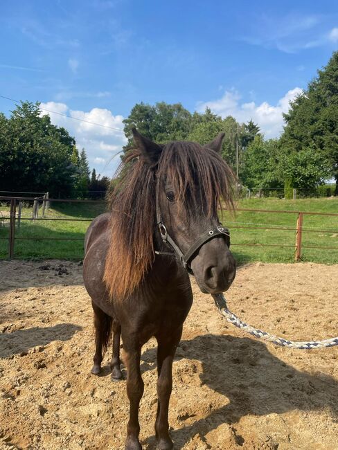 Liebe Shettys abzugeben, Marcel S , Horses For Sale, Mettmann , Image 9