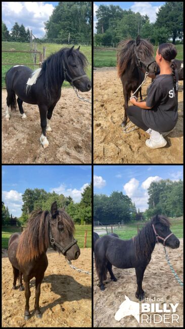 Liebe Shettys abzugeben, Marcel S , Horses For Sale, Mettmann , Image 12