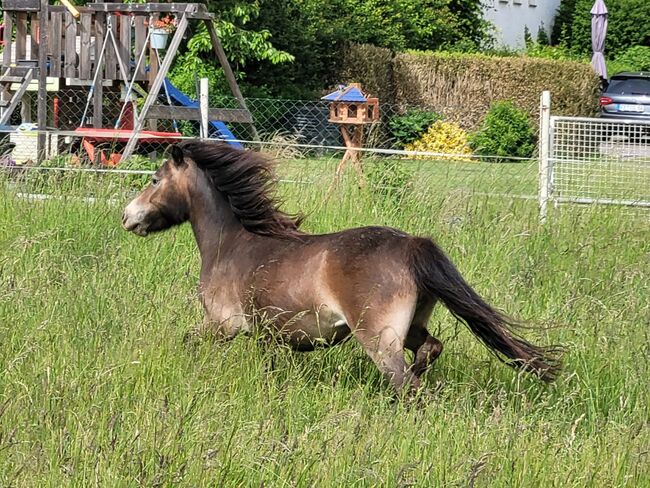 Liebe etwas unscheinbare Jungstute Partbred Shetlandpony, Nadine  (Shettyzucht Frechdachs ), Horses For Sale, Heringen, Image 3