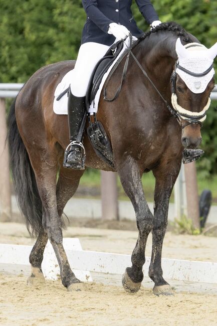 Liebe talentierte Stute Dressur / Freizeit, Karottenschubserin, Horses For Sale, Winnenden