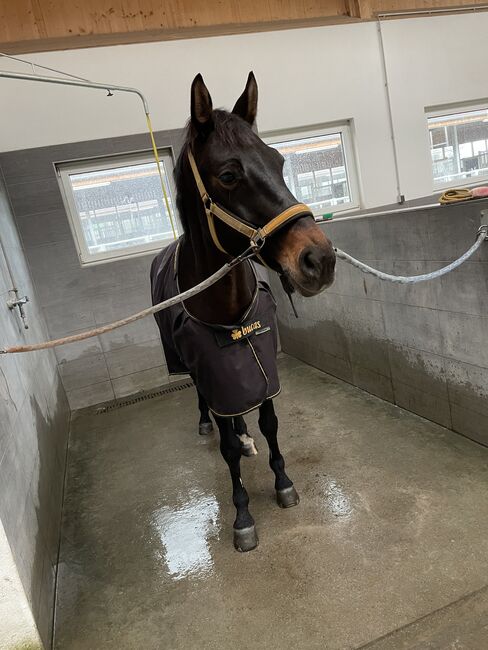 Liebe talentierte Stute Dressur / Freizeit, Karottenschubserin, Horses For Sale, Winnenden, Image 5