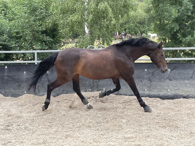 Liebe talentierte Stute Dressur / Freizeit, Karottenschubserin, Horses For Sale, Winnenden, Image 3
