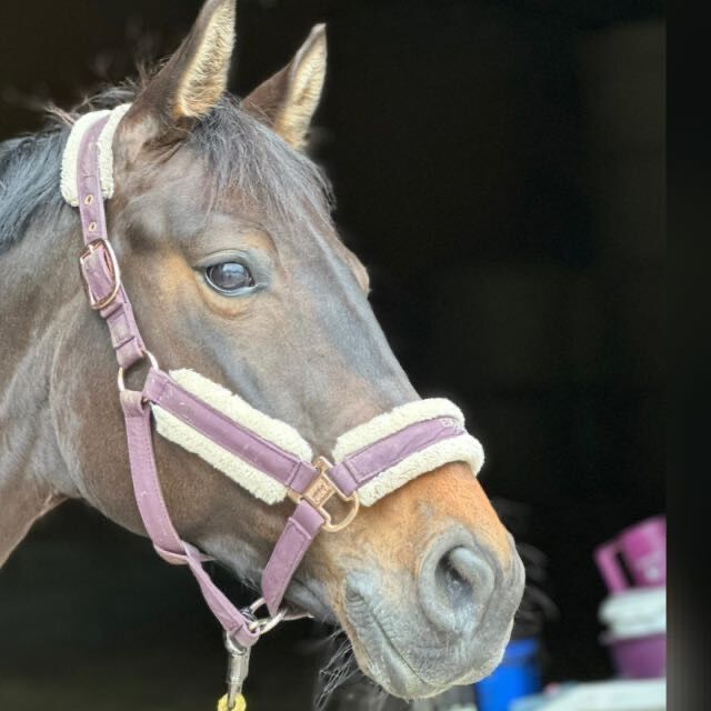 Liebe talentierte Stute Dressur / Freizeit, Karottenschubserin, Horses For Sale, Winnenden, Image 3