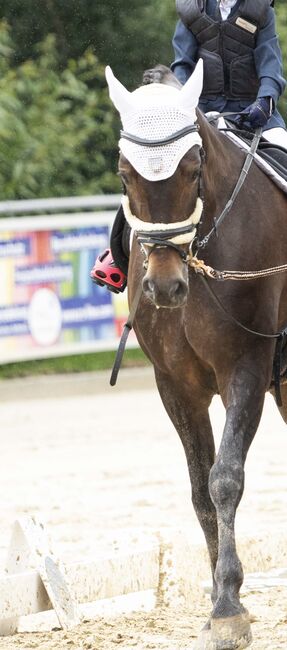 Liebe talentierte Stute Dressur / Freizeit, Karottenschubserin, Horses For Sale, Winnenden, Image 2