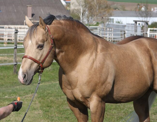 Deckanzeige - AQHA All Around, Manuela , Pferd kaufen, Pöttsching