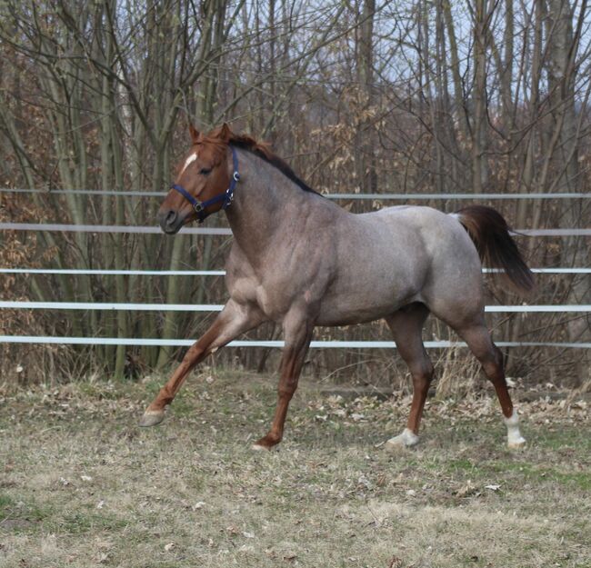 Deckanzeige - AQHA / APHA All Around Hengst, Manuela , Pferd kaufen, Pöttsching