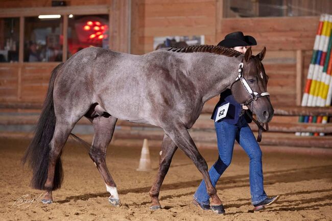 Deckanzeige - AQHA Pleasure Deckhengst, Manuela , Pferd kaufen, Pöttsching