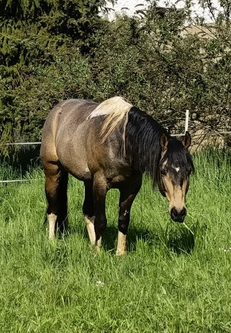 Deckanzeige Paint Horse Deckhengste HOMOZYGOT Gefriersperma, T. Kern, Pferd kaufen, Reichenbach-Steegen, Abbildung 8