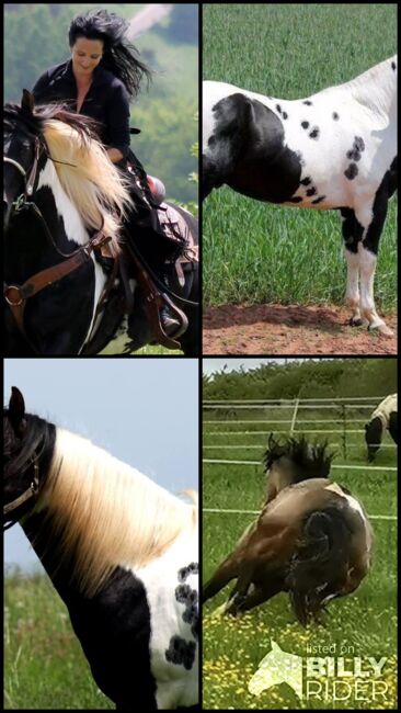 Deckanzeige Paint Horse Deckhengste HOMOZYGOT Gefriersperma, T. Kern, Pferd kaufen, Reichenbach-Steegen, Abbildung 14