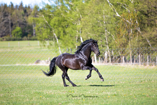 Deckanzeige-Pura Raza Española Hengst, Nováková , Horses For Sale, Nova Bystrice , Image 3