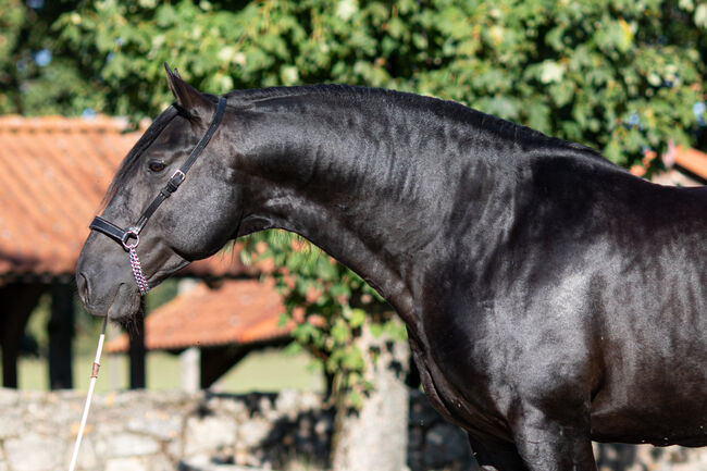 Deckanzeige-Pura Raza Española Hengst, Nováková , Horses For Sale, Nova Bystrice , Image 2