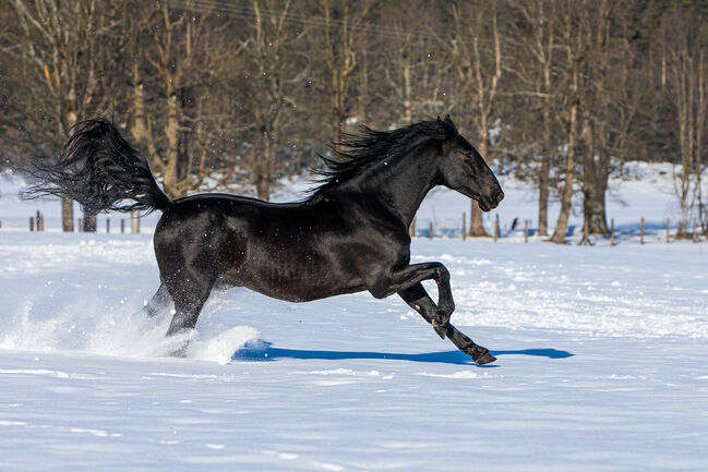 Deckanzeige-Pura Raza Española Hengst, Nováková , Horses For Sale, Nova Bystrice , Image 5