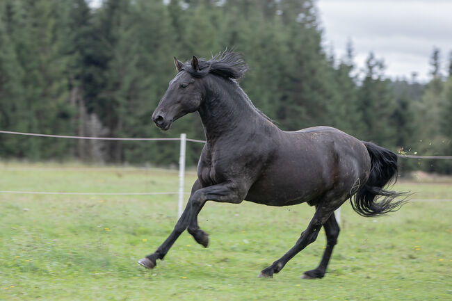 Deckanzeige-Pura Raza Española Hengst, Nováková , Horses For Sale, Nova Bystrice , Image 7