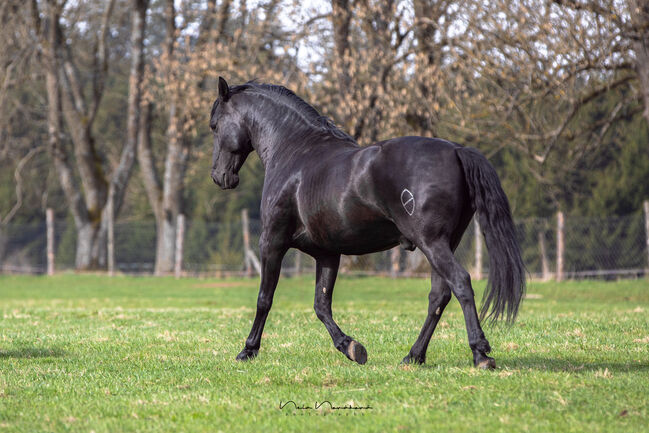 Deckanzeige-Pura Raza Española Hengst, Nováková , Horses For Sale, Nova Bystrice , Image 10