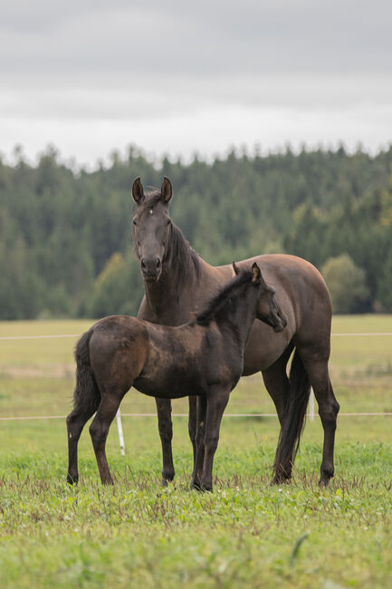 Deckanzeige-Pura Raza Española Hengst, Nováková , Horses For Sale, Nova Bystrice , Image 11