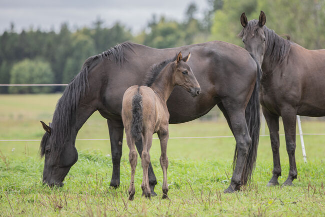 Deckanzeige-Pura Raza Española Hengst, Nováková , Horses For Sale, Nova Bystrice , Image 8