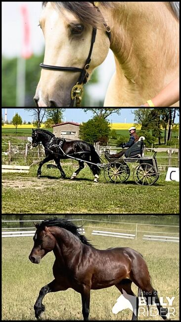 Deckanzeige Welsh Cob, Engelke, Pferd kaufen, Bad Freienwalde , Abbildung 4