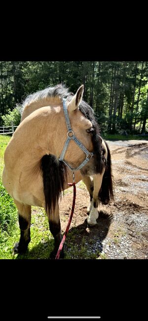 Deckanzeige wunderschöner Buckskin Hengst *Hermits Little Cowboy *, Lena Grissemann , Pferd kaufen, Imsr , Abbildung 2