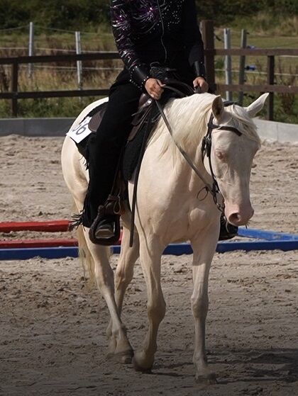 engagierte Quarter Horse Mix Stute in ausgefallener Farbe, Kerstin Rehbehn (Pferdemarketing Ost), Horses For Sale, Nienburg, Image 2