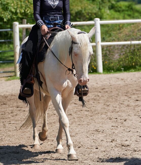 engagierte Quarter Horse Mix Stute in ausgefallener Farbe, Kerstin Rehbehn (Pferdemarketing Ost), Horses For Sale, Nienburg, Image 4