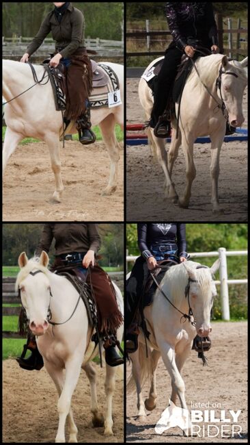 engagierte Quarter Horse Mix Stute in ausgefallener Farbe, Kerstin Rehbehn (Pferdemarketing Ost), Horses For Sale, Nienburg, Image 8