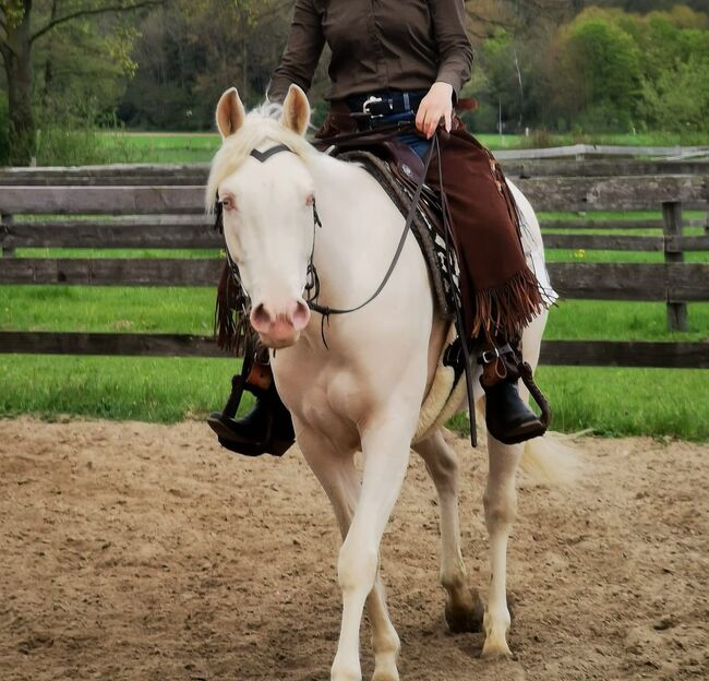 engagierte Quarter Horse Mix Stute in ausgefallener Farbe, Kerstin Rehbehn (Pferdemarketing Ost), Horses For Sale, Nienburg, Image 3