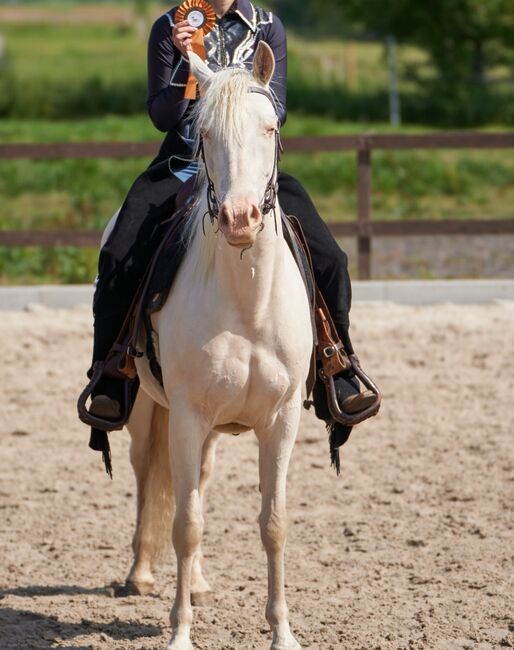 engagierte Quarter Horse Mix Stute in ausgefallener Farbe, Kerstin Rehbehn (Pferdemarketing Ost), Horses For Sale, Nienburg, Image 7