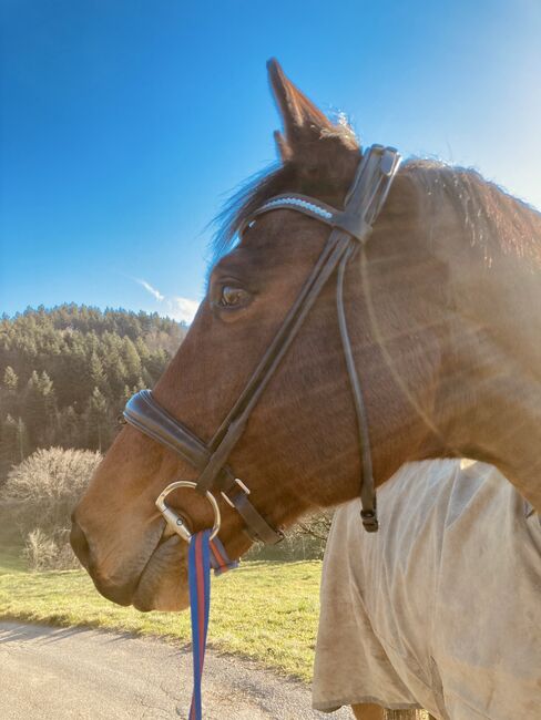 Reitbeteiligung an Dressurpferd, Annika, Horse Sharing, Bollschweil, Image 5