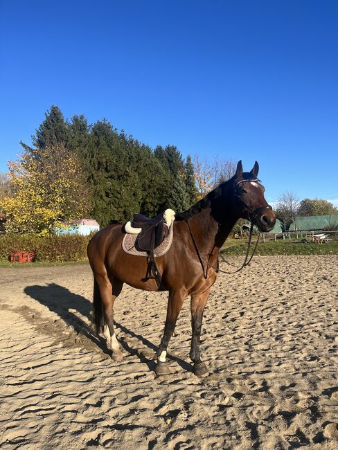 Biete Reitbeteiligung an, Lilli, Horse Sharing, Freiberg, Image 9