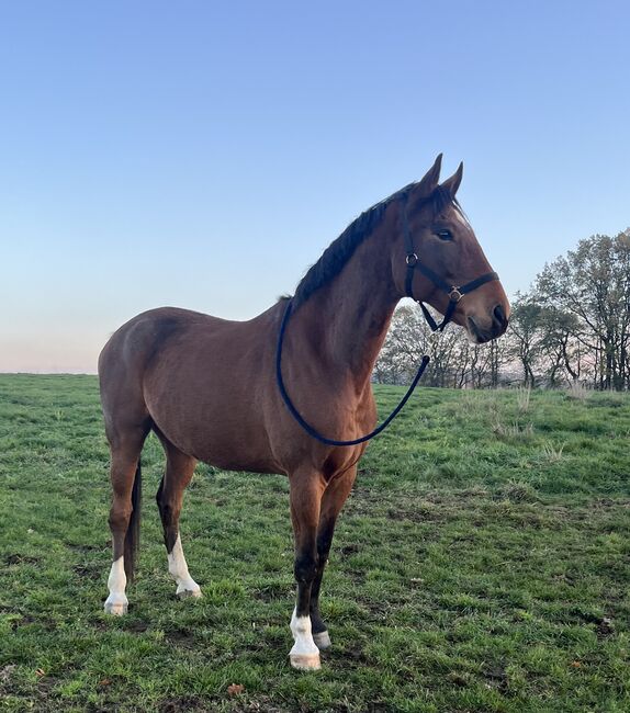 Biete Reitbeteiligung an, Lilli, Horse Sharing, Freiberg, Image 10