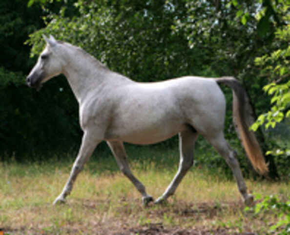 Biete Reitbeteiligung auf Shagya-Araber Prämienstute, Steffen Ewald, Horse Sharing, Britz