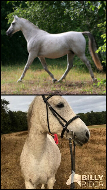 Biete Reitbeteiligung auf Shagya-Araber Prämienstute, Steffen Ewald, Horse Sharing, Britz, Image 3