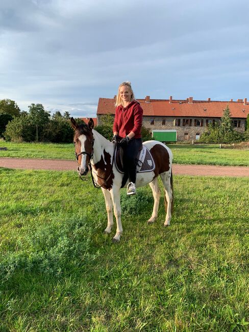 Endmaßpony zu verkaufen, Leatitia, Horses For Sale, Gröningen , Image 5