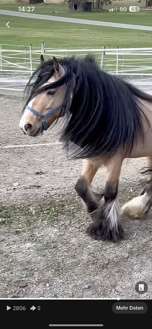 Deckanzeige wunderschöner Buckskin Hengst *Hermits Little Cowboy *, Lena Grissemann , Horses For Sale, Imsr , Image 4